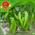 Wholesale big green chilli with high quality low price